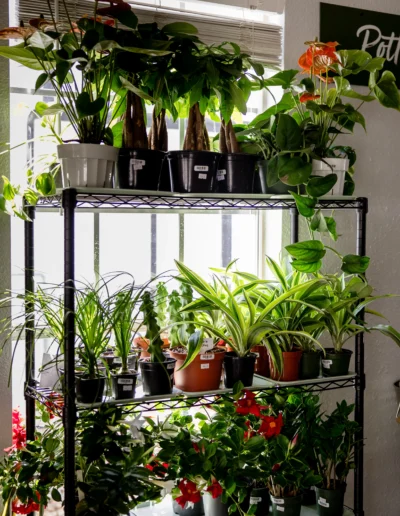 Shelves of plants for the Plant Culture potting bar